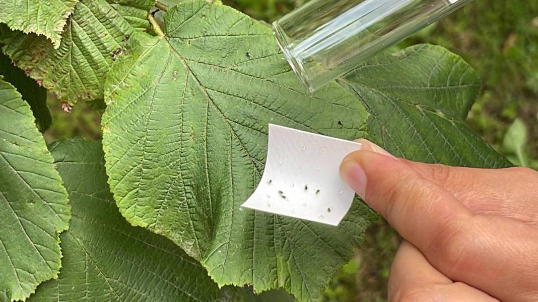 Karadeniz'in bazı kentlerinde alarm verildi: Samuraylar devrede! 21